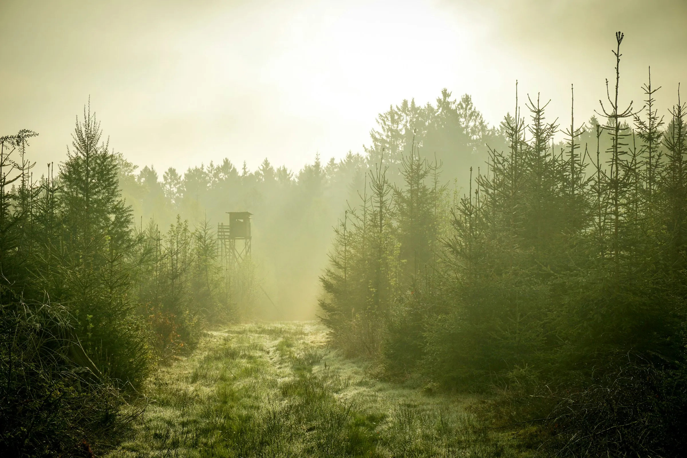 Kiefernschneise im Morgennebel, im Hintergrund ein Hochsitz